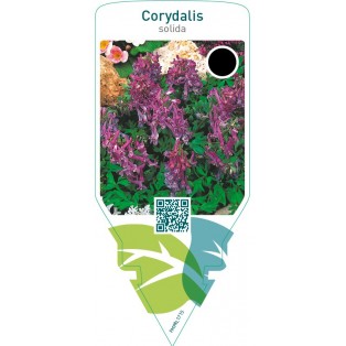 Corydalis solida