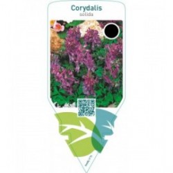 Corydalis solida