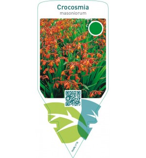Crocosmia masoniorum