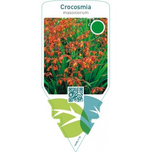 Crocosmia masoniorum