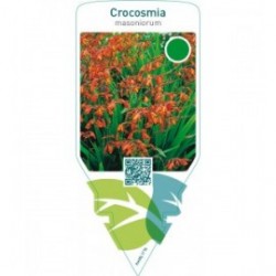 Crocosmia masoniorum