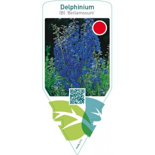 Delphinium (B) ‘Bellamosum’