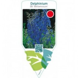 Delphinium (B) ‘Bellamosum’