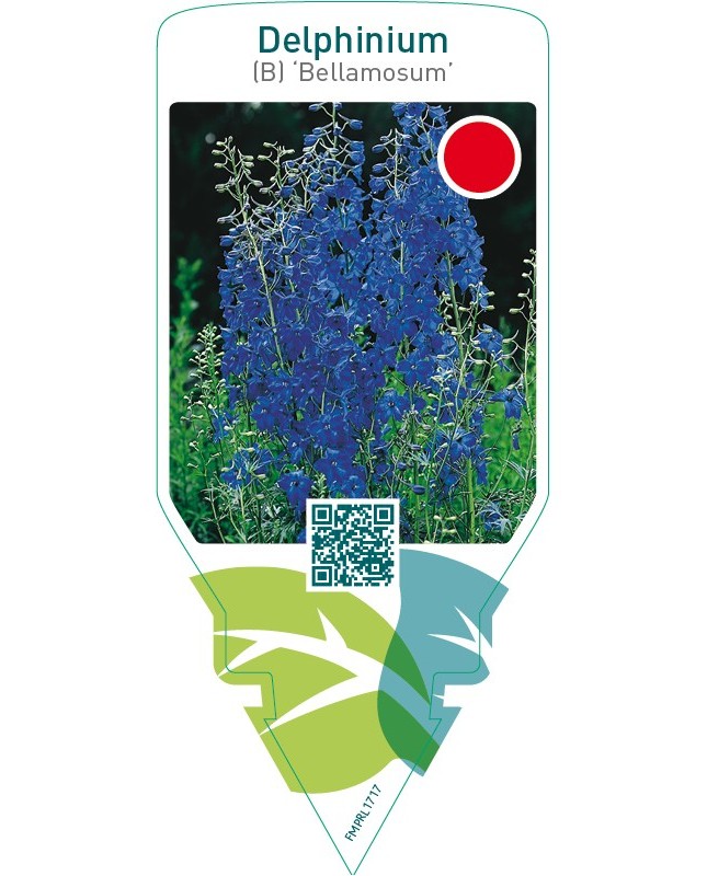 Delphinium (B) ‘Bellamosum’