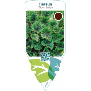 Tiarella ‘Tiger Stripe’