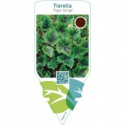 Tiarella ‘Tiger Stripe’