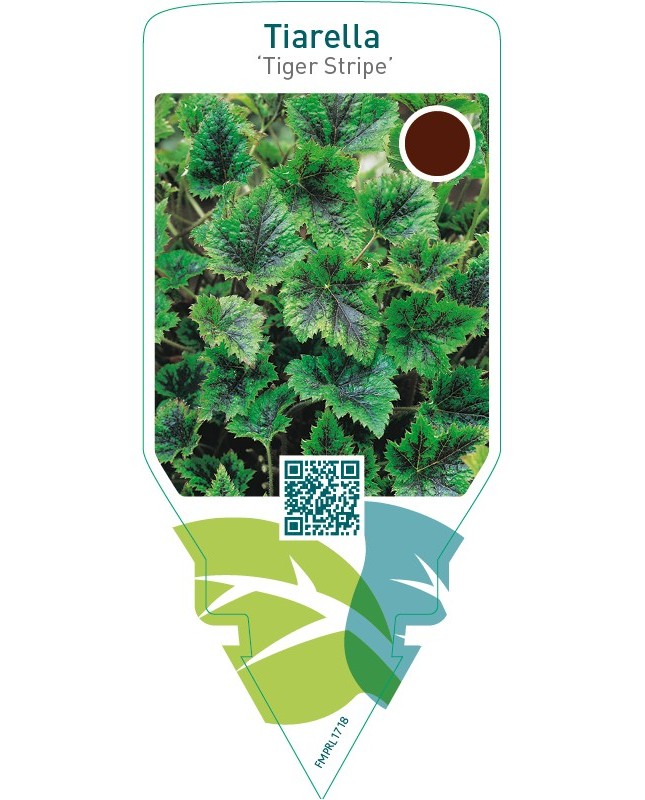 Tiarella ‘Tiger Stripe’