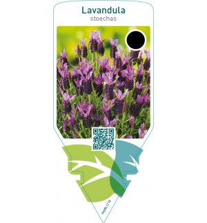 Lavandula stoechas