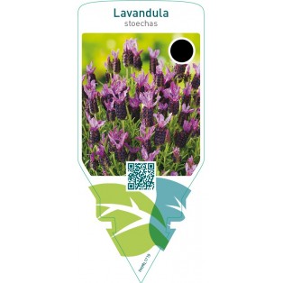 Lavandula stoechas