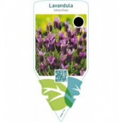 Lavandula stoechas