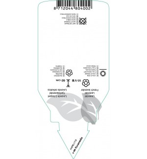 Etichette di Lavandula stoechas *