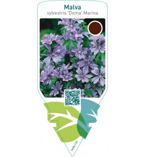 Malva sylvestris ‘Marina’