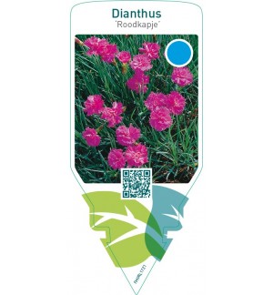 Dianthus ‘Roodkapje’