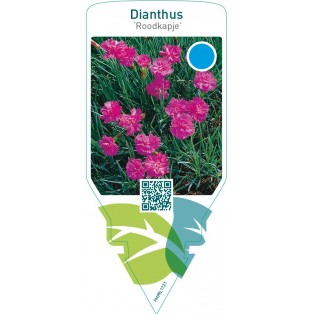 Dianthus ‘Roodkapje’