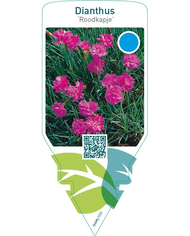 Dianthus ‘Roodkapje’