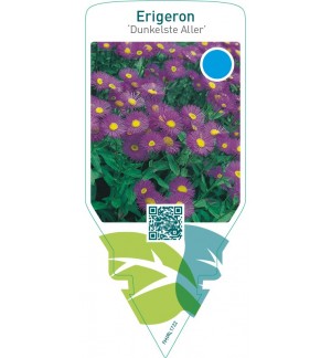 Erigeron ‘Dunkelste Aller’