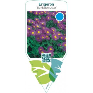 Erigeron ‘Dunkelste Aller’