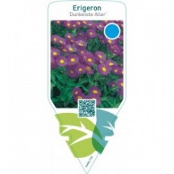 Erigeron ‘Dunkelste Aller’