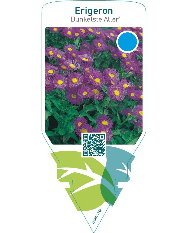 Erigeron ‘Dunkelste Aller’