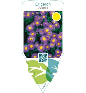 Erigeron ‘Azurfee’