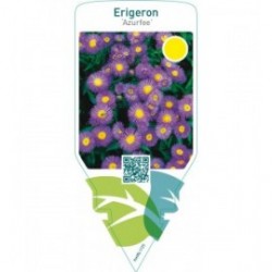 Erigeron ‘Azurfee’