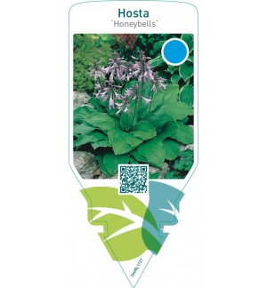 Hosta ‘Honeybells’