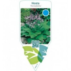 Hosta ‘Honeybells’