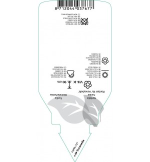 Etichette di Hosta ‘Honeybells’ *