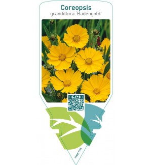 Coreopsis grandiflora ‘Badengold’
