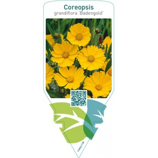 Coreopsis grandiflora ‘Badengold’