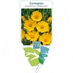 Coreopsis grandiflora ‘Badengold’