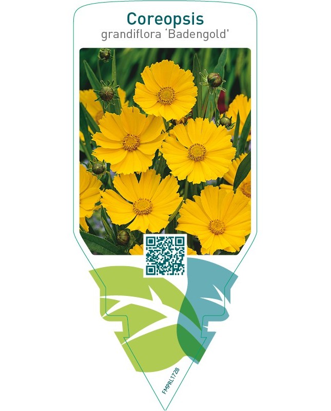 Coreopsis grandiflora ‘Badengold’