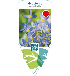 Houstonia serpyllifolia