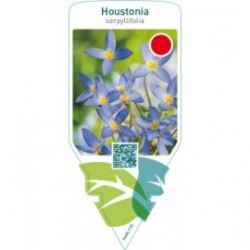 Houstonia serpyllifolia
