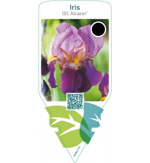 Iris (G) ‘Alcazar’