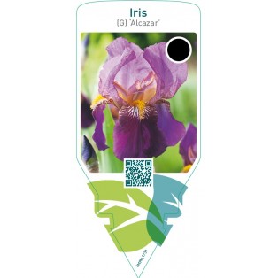 Iris (G) ‘Alcazar’