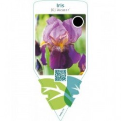 Iris (G) ‘Alcazar’