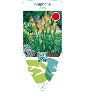 Kniphofia uvaria