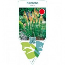 Kniphofia uvaria