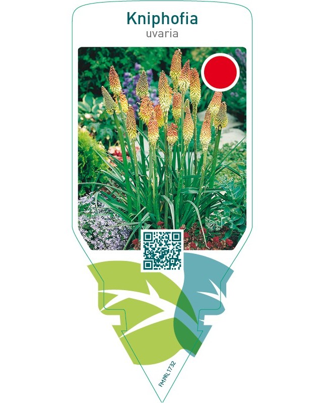 Kniphofia uvaria