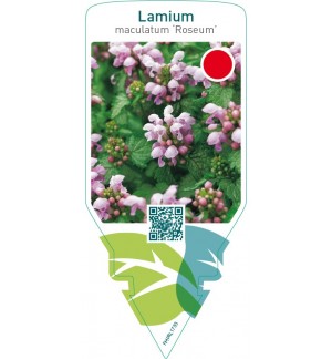 Lamium maculatum ‘Roseum’