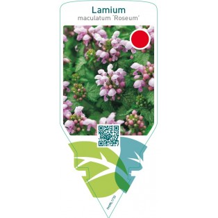 Lamium maculatum ‘Roseum’
