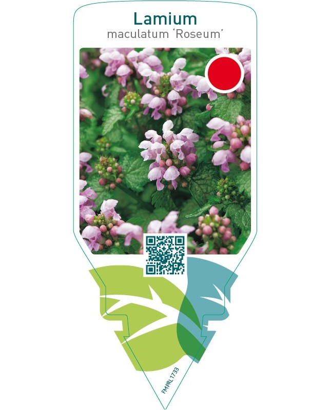 Lamium maculatum ‘Roseum’