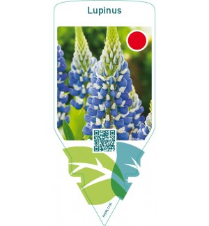 Lupinus  blue
