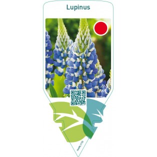 Lupinus  blue