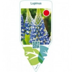 Lupinus  blue