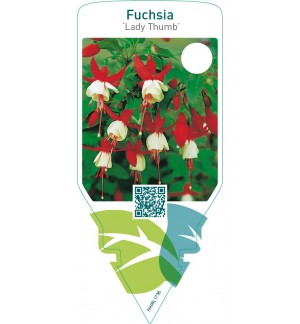 Fuchsia ‘Lady Thumb’