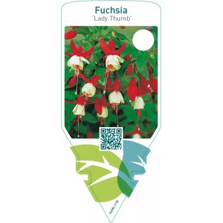 Fuchsia ‘Lady Thumb’