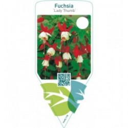 Fuchsia ‘Lady Thumb’