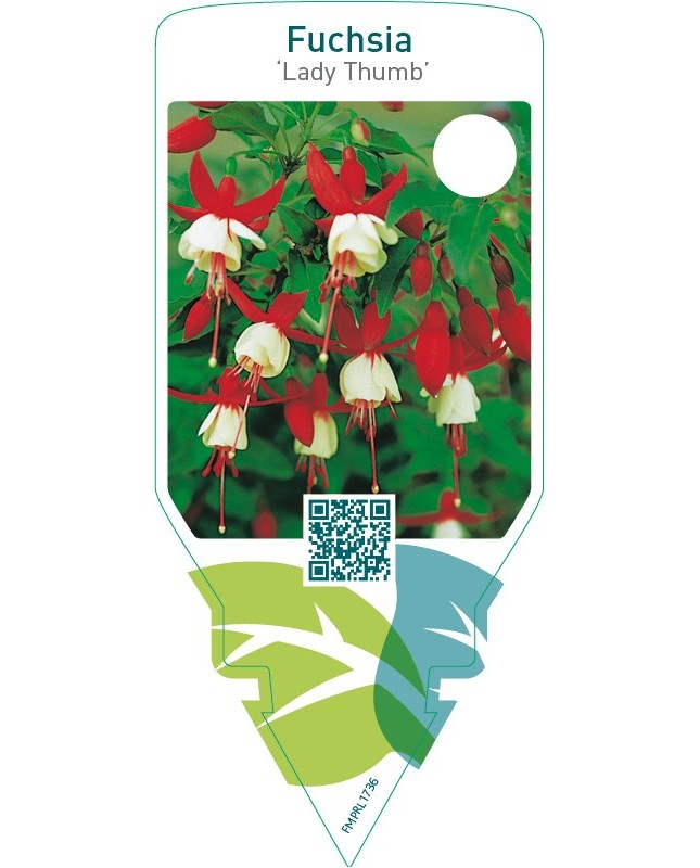 Fuchsia ‘Lady Thumb’